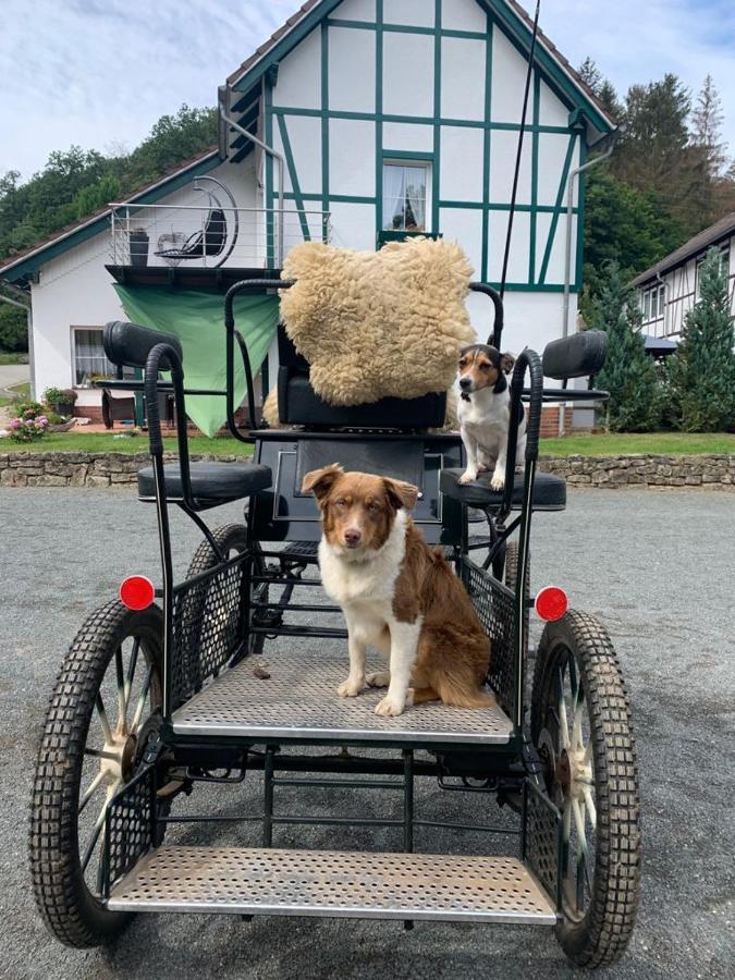 Der Perfekte Ausgangspunkt Lägenhet Konigerode Exteriör bild